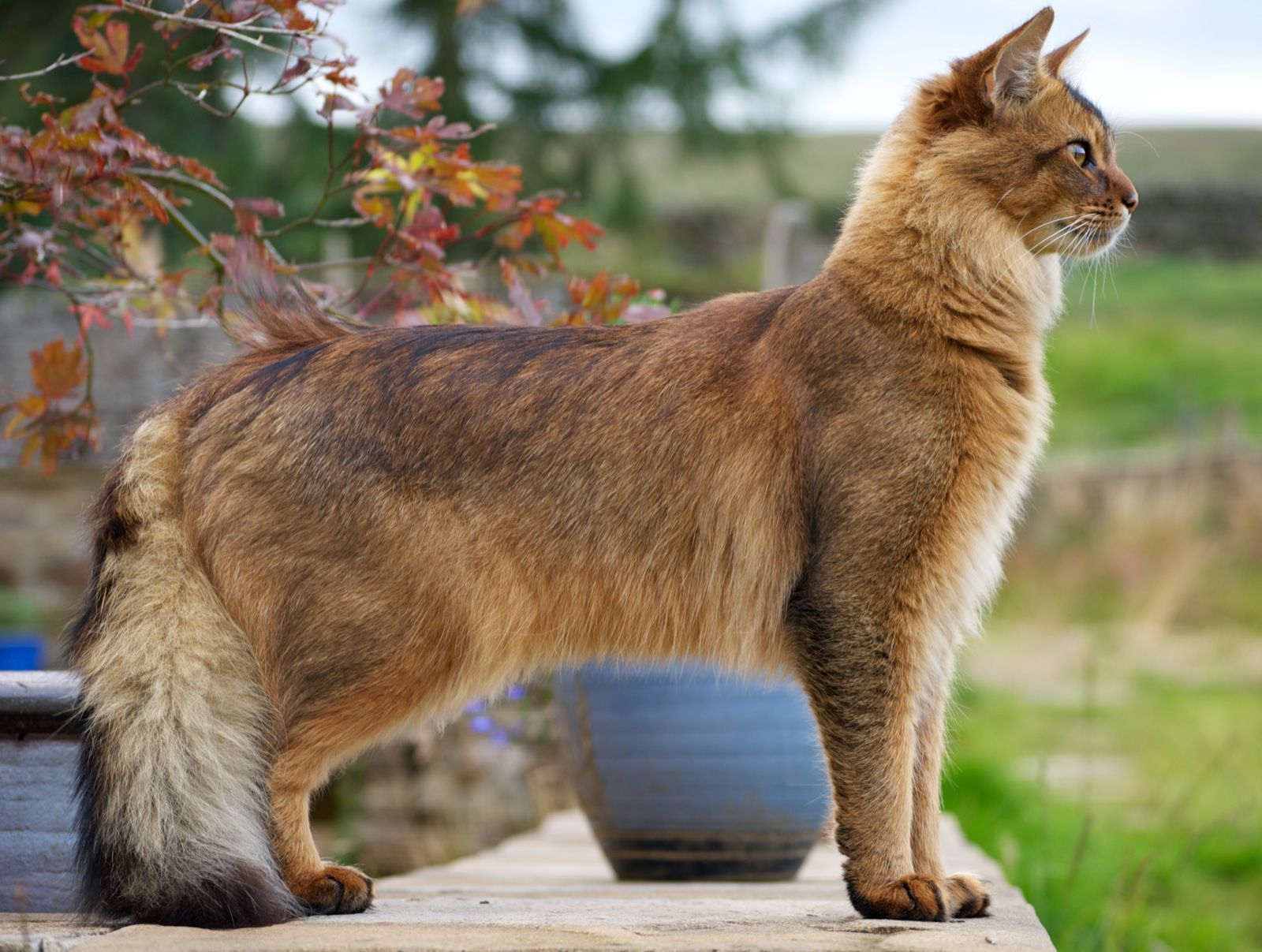 Size & Physical Traits