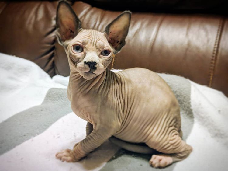 Sphynx Personality Profile
