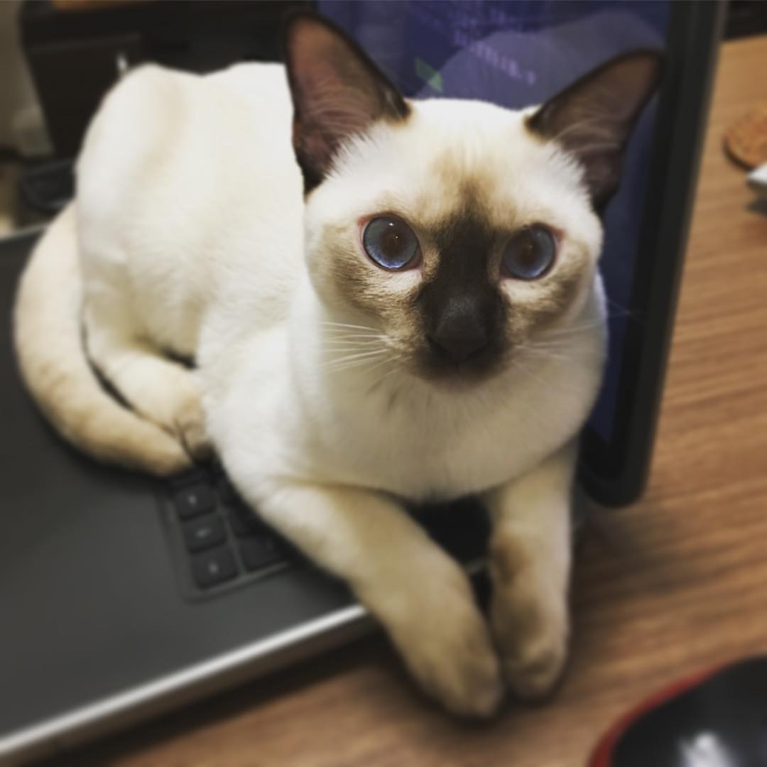 Tonkinese Personality Profile