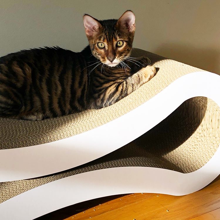 Toyger Personality Profile