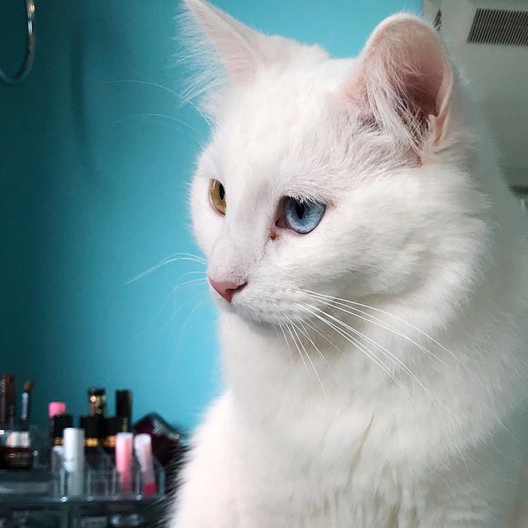 Turkish Angora photo 2