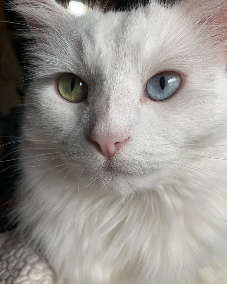 Turkish Angora photo 3