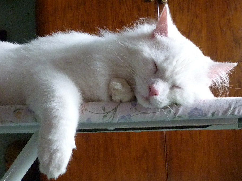 Turkish Angora photo 4