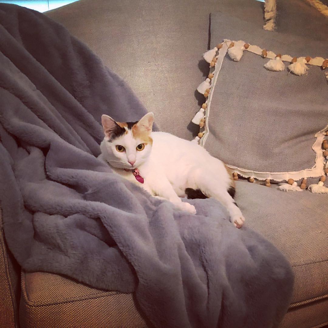 Turkish Van Personality Profile