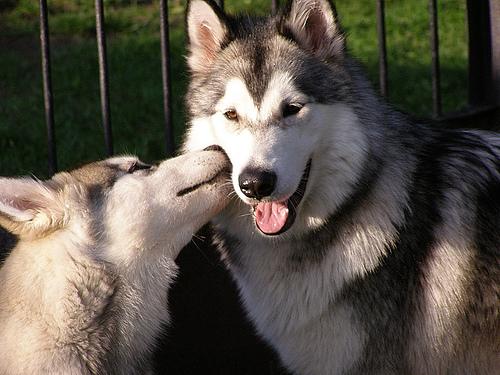Alaskan Malamute photo 4