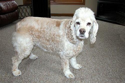 American Cocker Spaniel photo 3