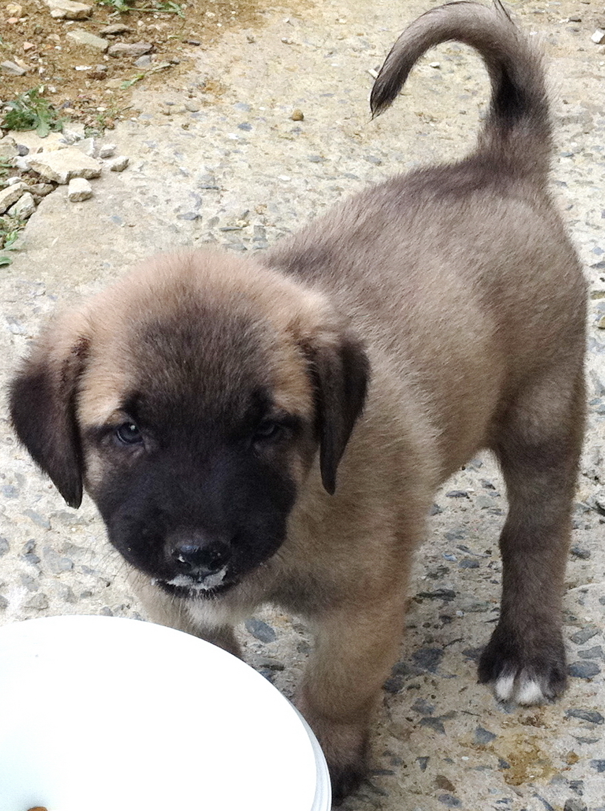 Anatolian Shepherd Dog photo 3