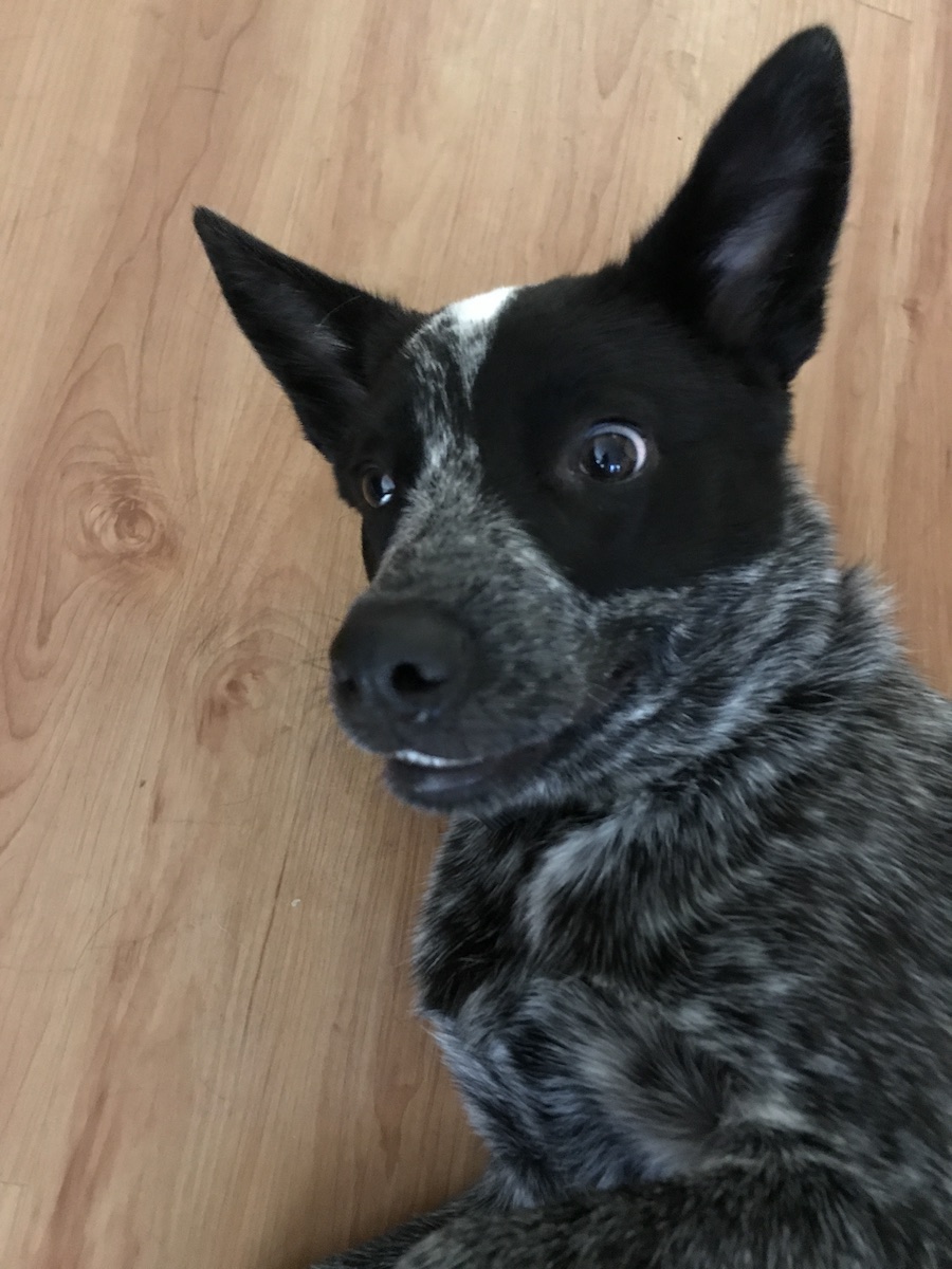 Australian Cattle Dog photo 3