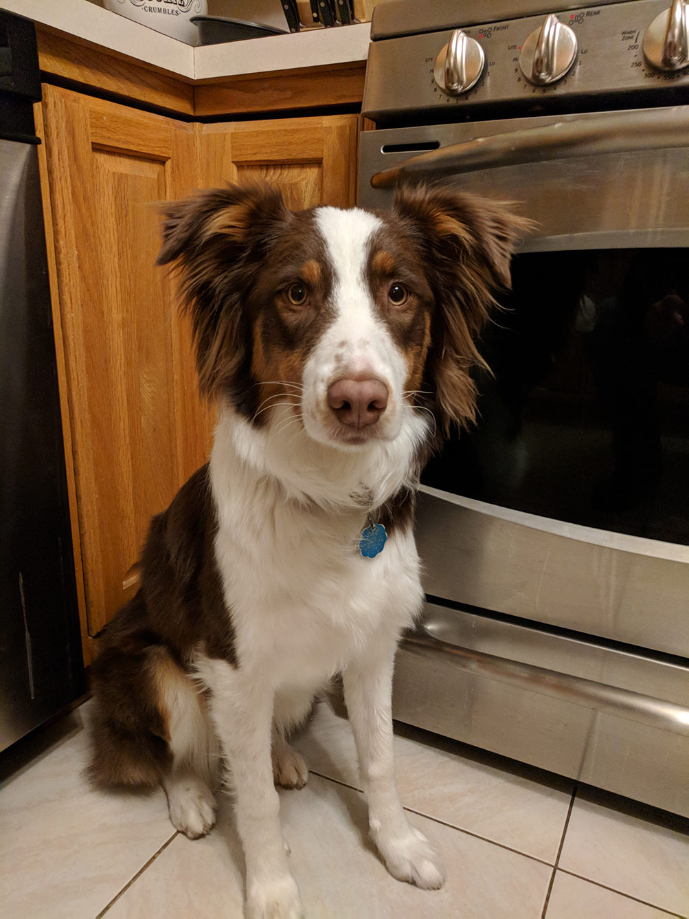 Australian Shepherd photo 4