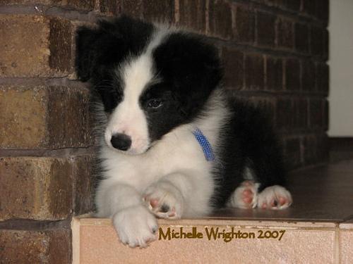 Bearded Collie photo 3