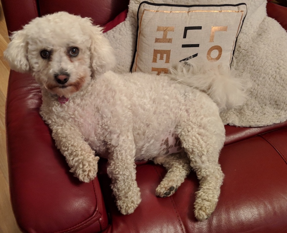 Bichon Frisé photo 4