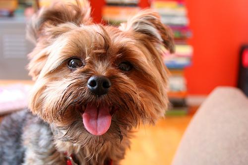 Biewer Terrier photo 2