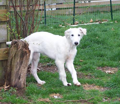 Borzoi photo 2