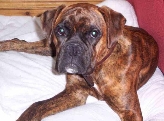 Boxer photo 2