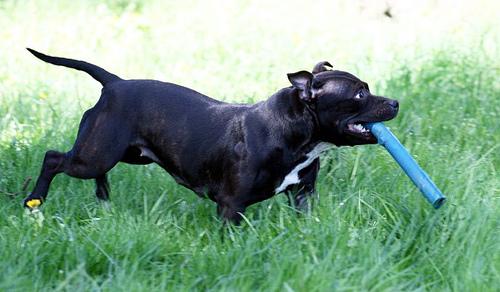 Bull Terrier photo 3
