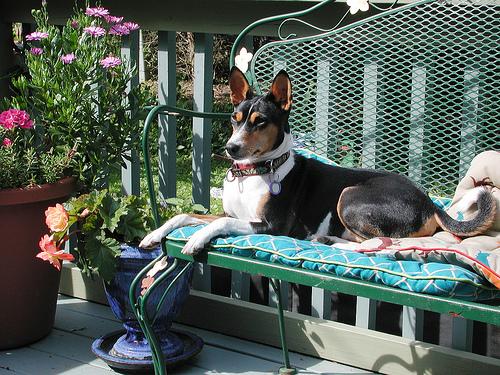Canaan Dog photo 3