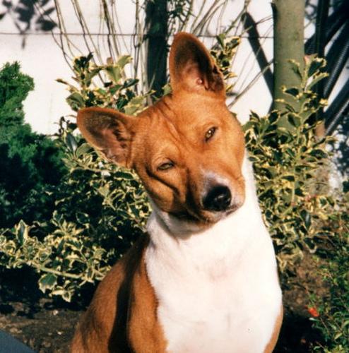 Canaan Dog photo 4