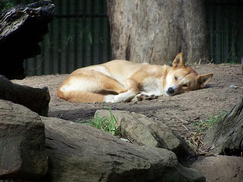 Carolina Dog photo 4