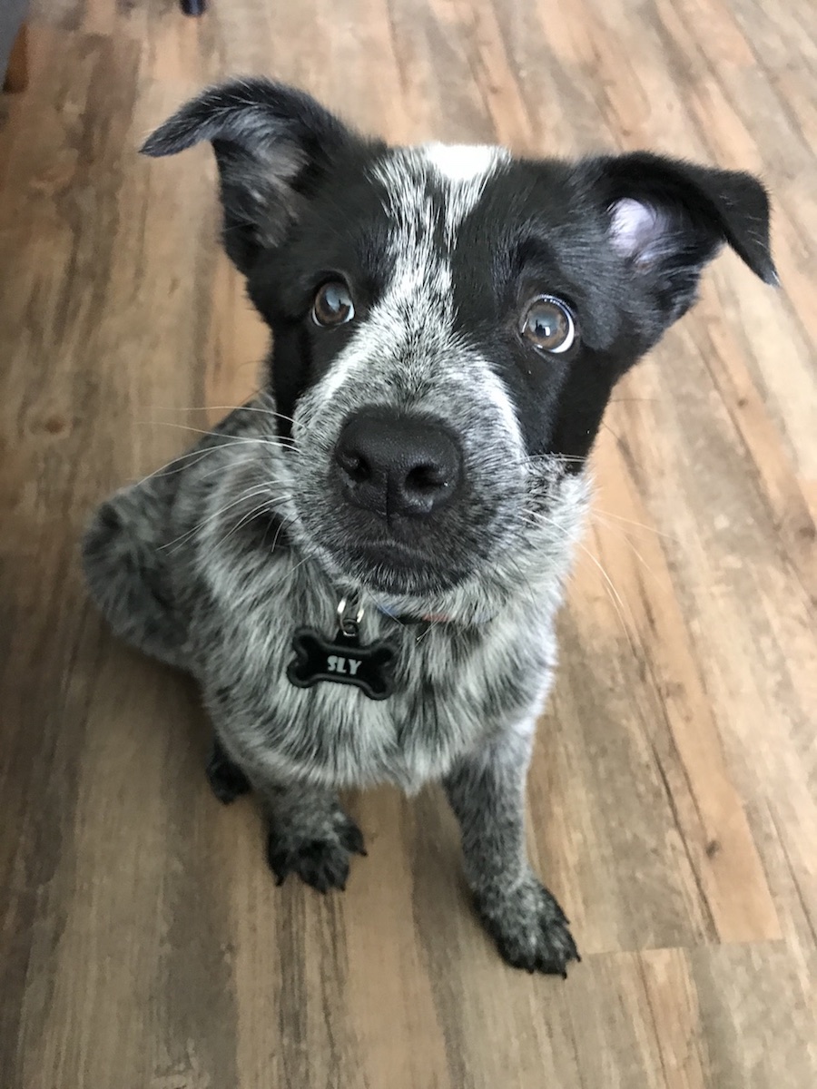 Catahoula Leopard Dog photo 2