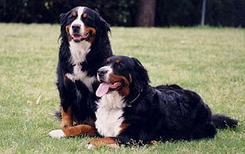 Caucasian Shepherd Dog photo 2