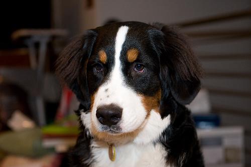 Central Asian Shepherd Dog photo 3