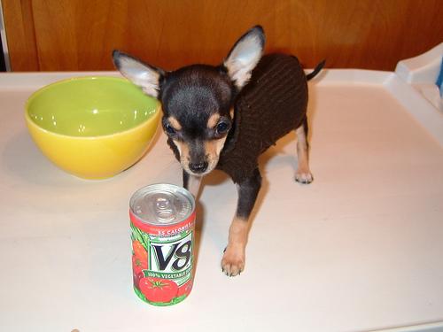 Chihuahua photo 3