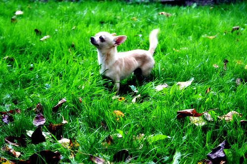 Chihuahua photo 4