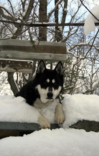 Chinook photo 3
