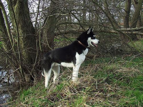 Chinook photo 4