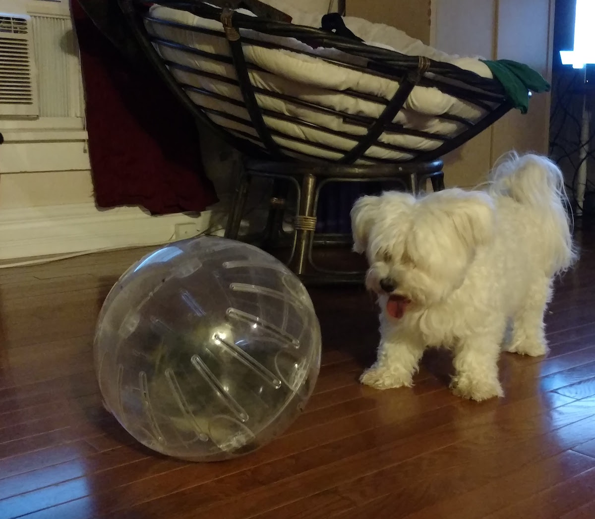 Coton de Tulear photo 4