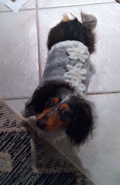 Dachshund photo 3