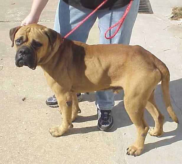 Dogue de Bordeaux photo 3
