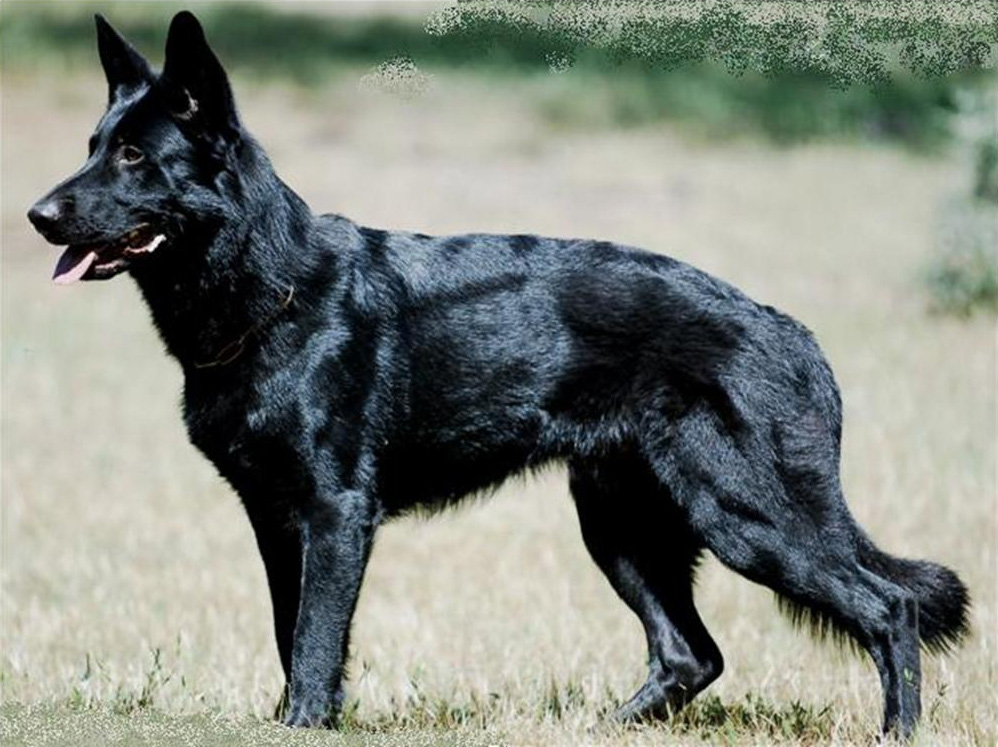German Shepherd photo 3