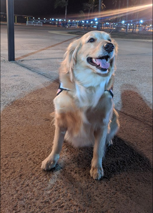 Golden Retriever photo 4