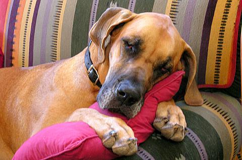 Great Dane photo 4