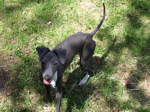 Greyhound photo 4