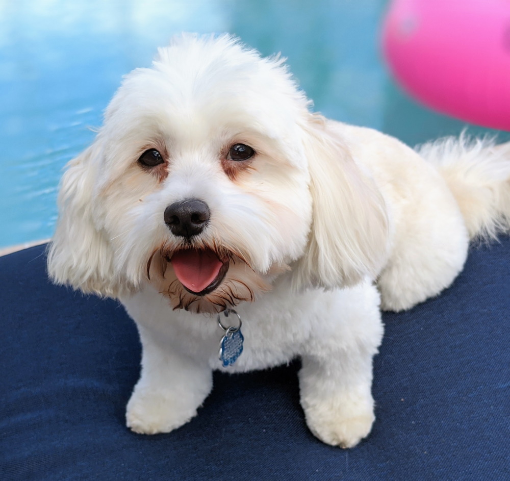 Havanese photo 2