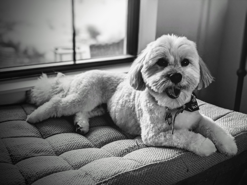 Havanese photo 3