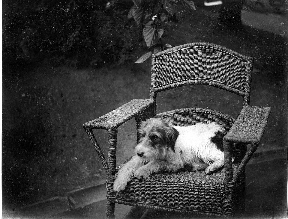 Jack Russell Terrier photo 4