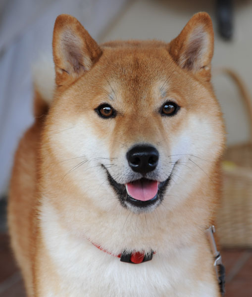 Kai Ken photo 3