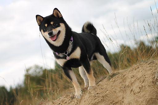 Kishu Ken photo 4