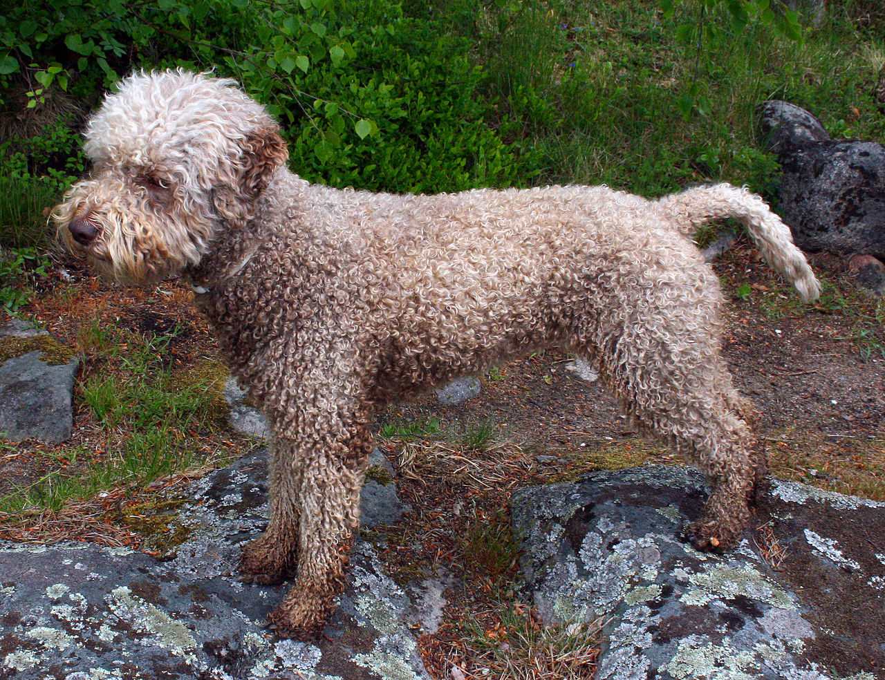 Lagotto Romagnolo photo 3