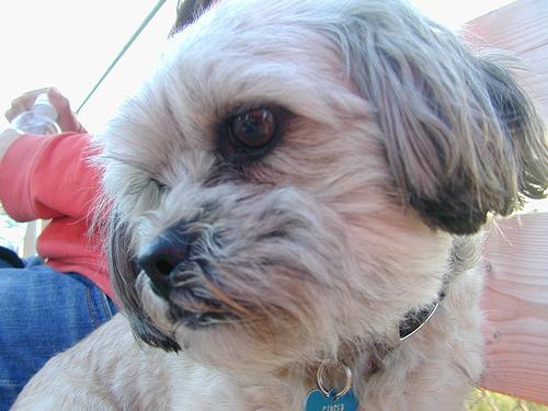 Lhasa Apso photo 2