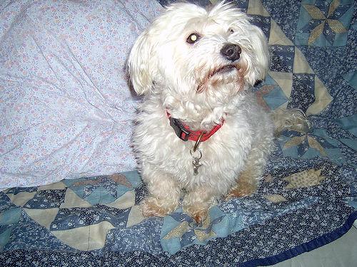 Maltese photo 2
