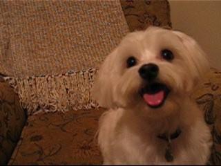 Maltese photo 3