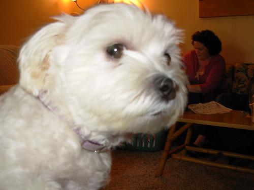 Maltese photo 4