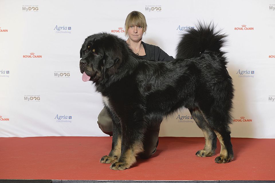 Mastiff photo 3