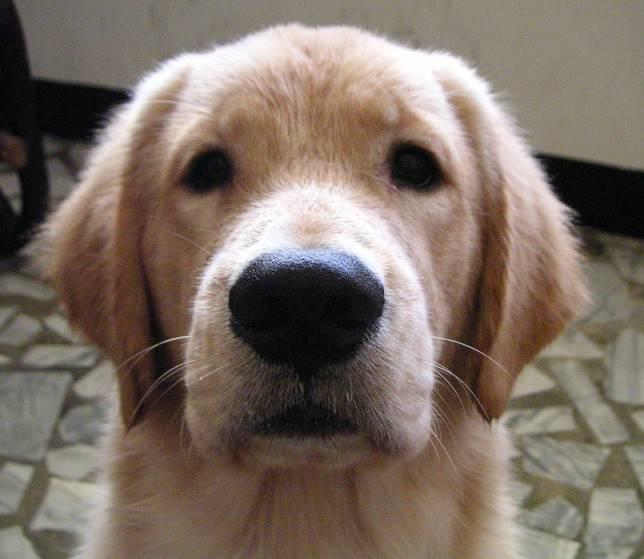 Nova Scotia Duck Tolling Retriever photo 2