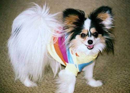 Papillon photo 2