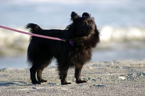 Pomeranian photo 2